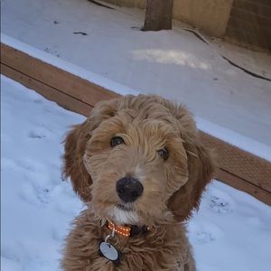 Meet your Posher, Dallas